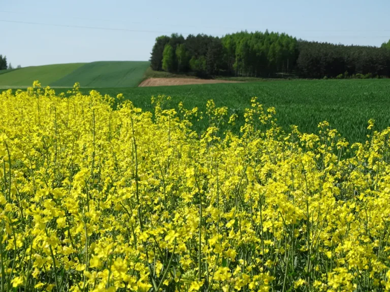 Kwitnące pole rzepaku – naturalne źródło oleju tłoczonego na zimno Olejarnia Nasza Stodoła