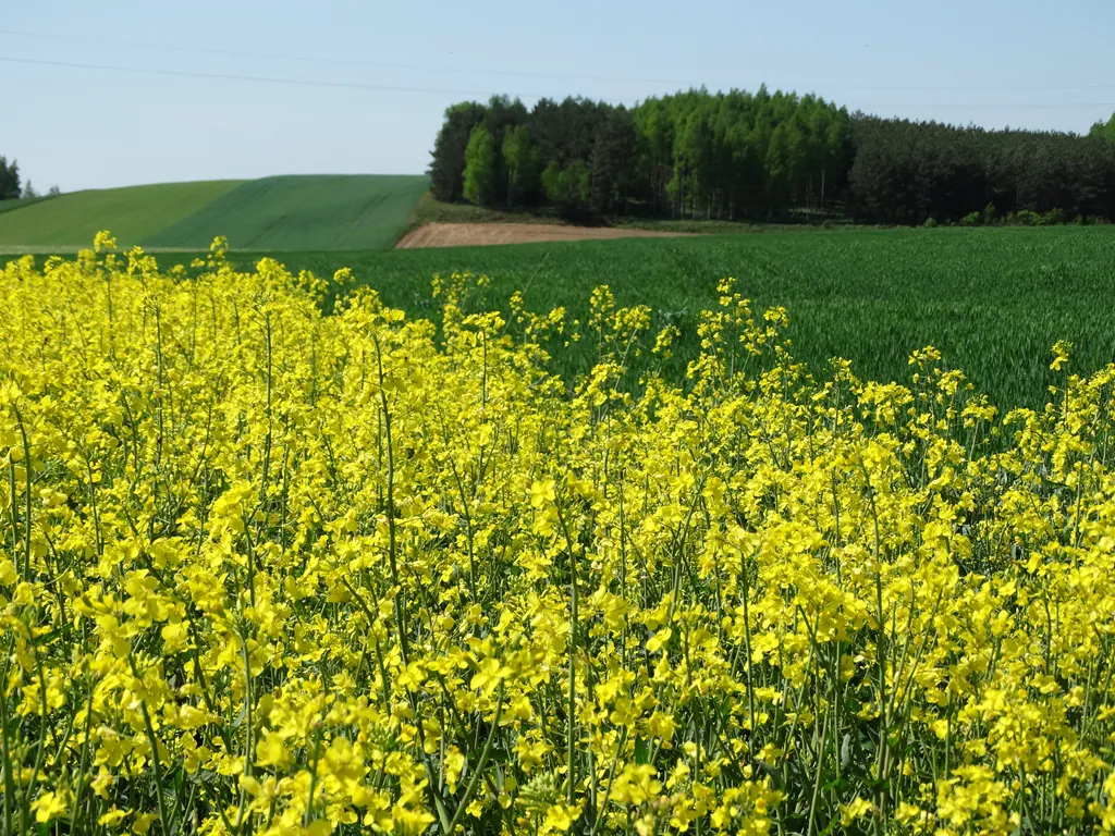 Kwitnące pole rzepaku – naturalne źródło oleju tłoczonego na zimno Olejarnia Nasza Stodoła